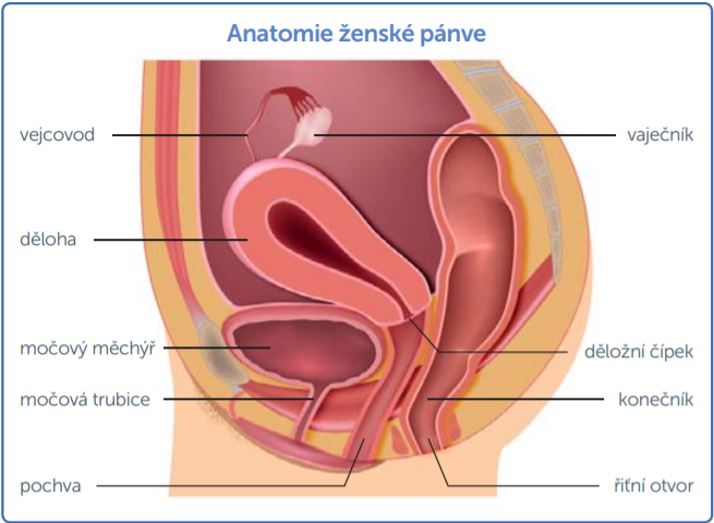 Jak se pozná zánět močového měchýře?